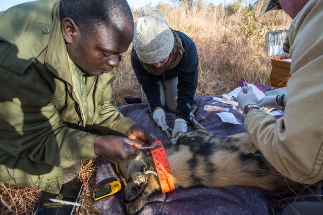 <p>Burrard-Lucas/Tusk conservation awards</p> Jealous Mpofu -- seen here working to help the painted dogs -- was honored at the Tusk Awards on Monday night