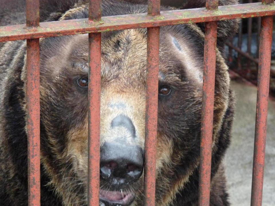 The species is under threat from illegal hunting and habitat loss in Asia (Yorkshire Wildlife Park)