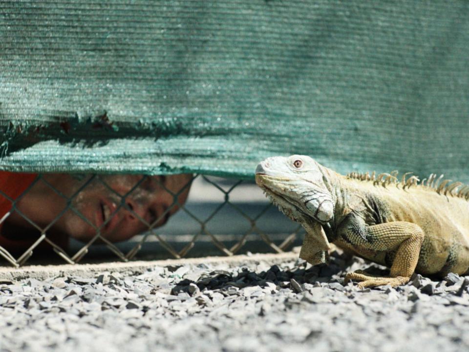 Mohamedou Ould Slahi (Tahar Rahim) peers out at an iguana at the Guantanamo Bay Detention Center in "The Mauritanian."