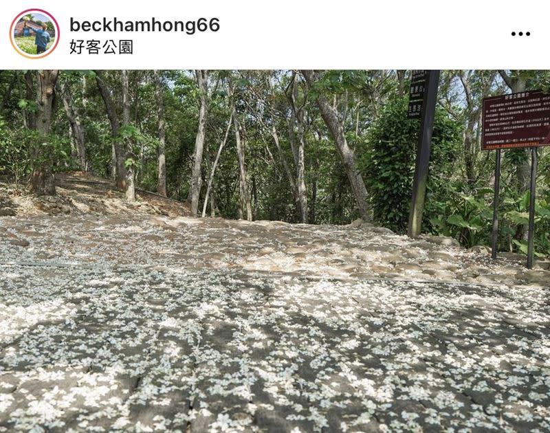 苗栗好客公園油桐花盛開。（圖／IG：beckhamhong66 授權提供）