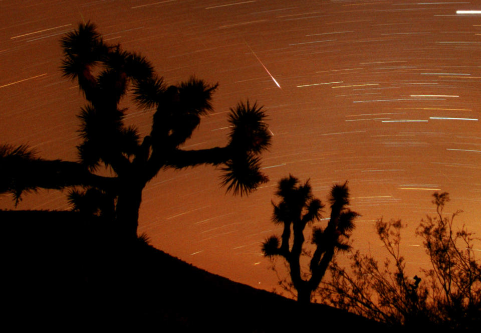 Several Leonids meteors are seen streaking through the sky over Joshua Tree National Park, Calif., looking to the south in the Southern California desert in this approximately 25-minute time exposure ending at 3:45 a.m. PST (11:45 UT) Sunday, Nov. 18, 2001. Two are visable at center, one partly hidden behind a Joshua tree branch. Two more faint meteors are just above the scrub brush at lower right, and two other faint meteors appear at top and center left.. The Leonid shower occurs each November, whenthe Earth's orbit takes it through a trail of dust particles left by the Comet Tempel-Tuttle, which swings around the sun once every 33 years. The horizontal streaks are stars and or planets. (AP Photo/Reed Saxon)