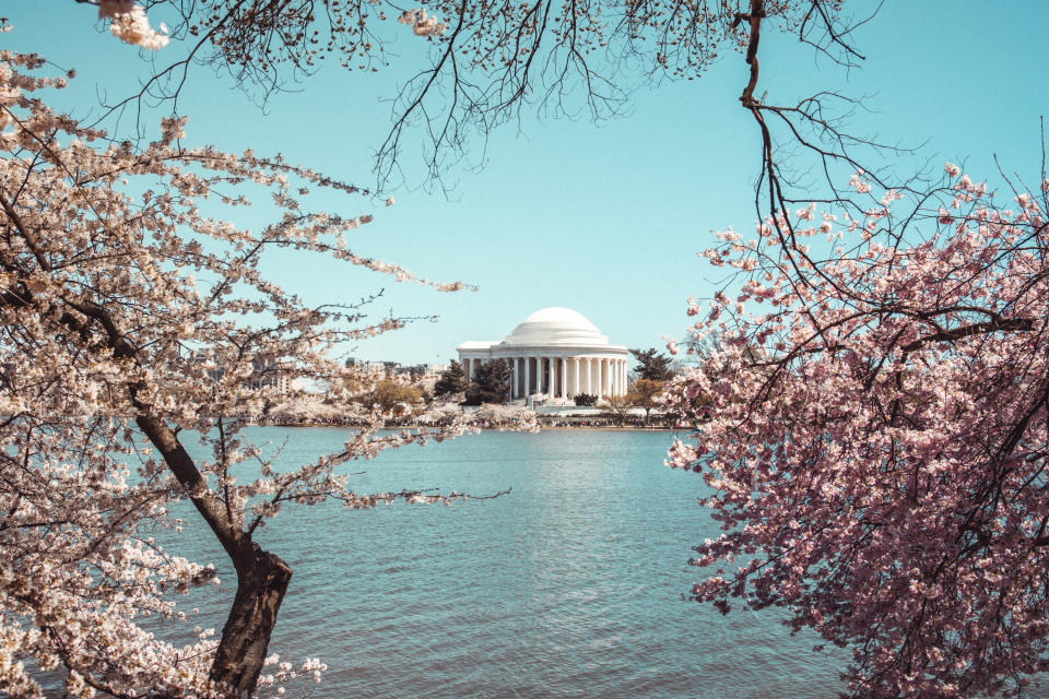 Cherry blossoms in Washington, DC