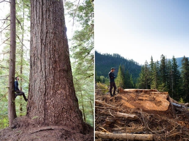 A before and after photo of a Douglas Fir in the Nahmint Valley.