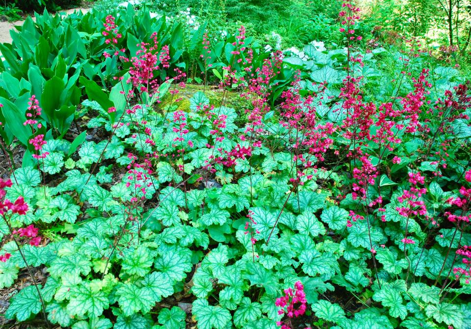Heuchera is an American genus with lobed leaves and tiny, bell-shaped flowers on wand-like stems.