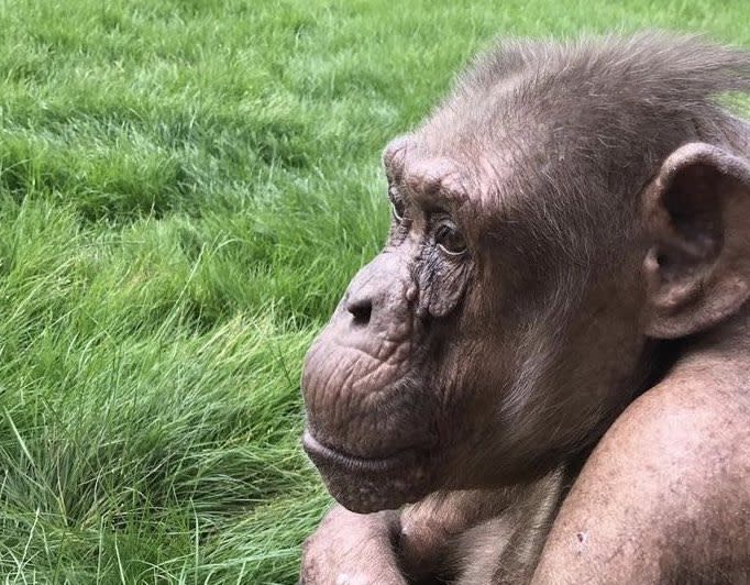 Europe;s oldest chimp who has 19 grandchildren and three great-grandchildren has celebrated turning 58 years of age. (SWNS)