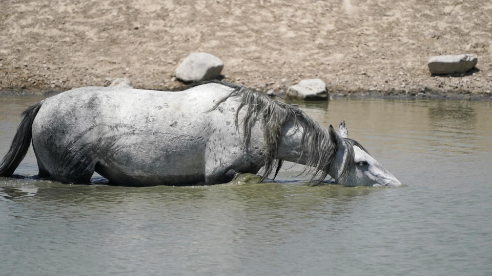 A free-ranging wild horse walks through a pond at Simpson Springs, on July 9, 2021, near U.S. Army Dugway Proving Ground, Utah. Mustangs from this herd were later rounded up as federal land managers increased the number of horses removed from the range during an historic drought. They say it's necessary to protect the parched land and the animals themselves, but wild-horse advocates accuse them of using the conditions as an excuse to move out more of the iconic animals to preserve cattle grazing. (AP Photo/Rick Bowmer)