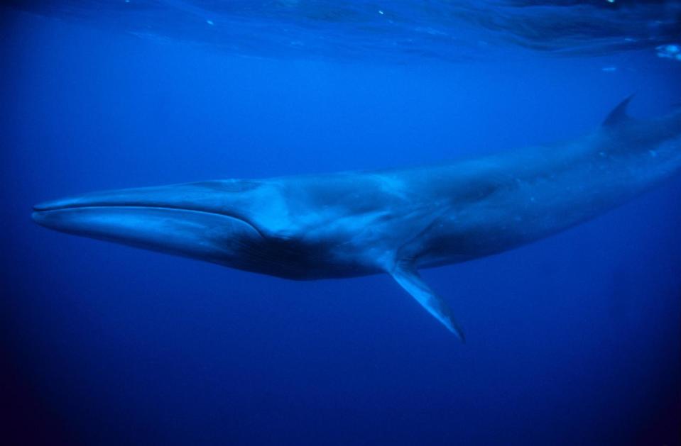 PHOTO: sei whale (STOCK IMAGE/Getty Images)