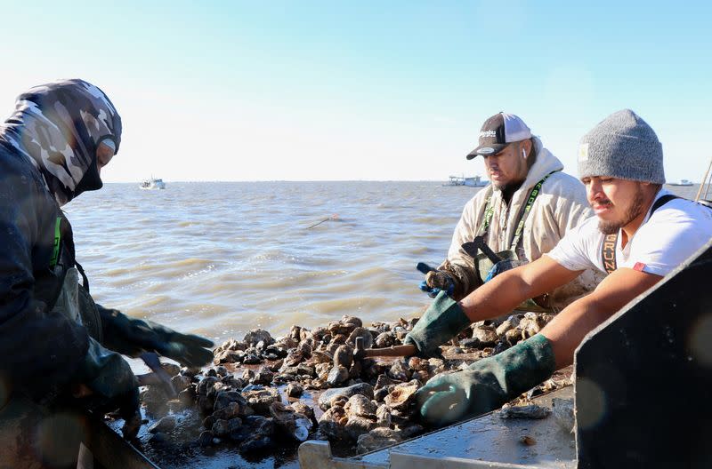 Oystermen chip away at rocks and reef material to find legal-sized oysters, in Galveston Bay