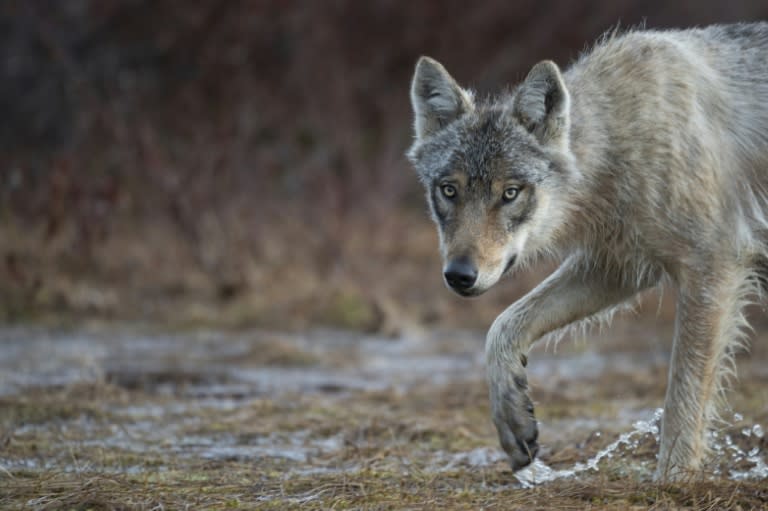 Un lobo gris fotografiado en un bosque cerca de la frontera rusa, en Hukkajarvi, este de Finlandia, el 16 de mayo de 2022 (Olivier MORIN)