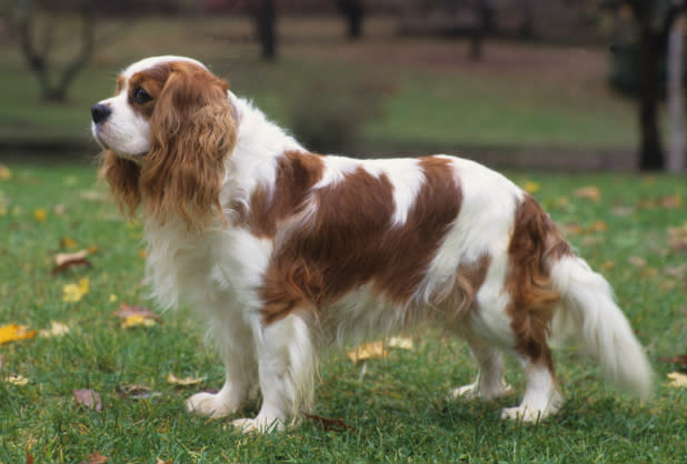 Cavalier King Charles Spaniel