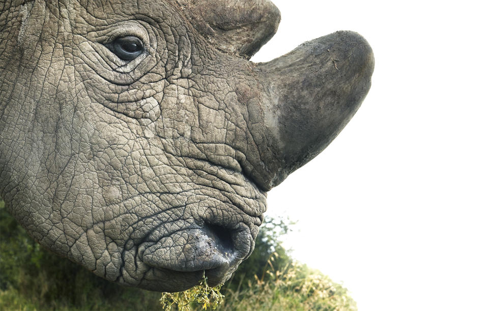 Northern White Rhinoceros