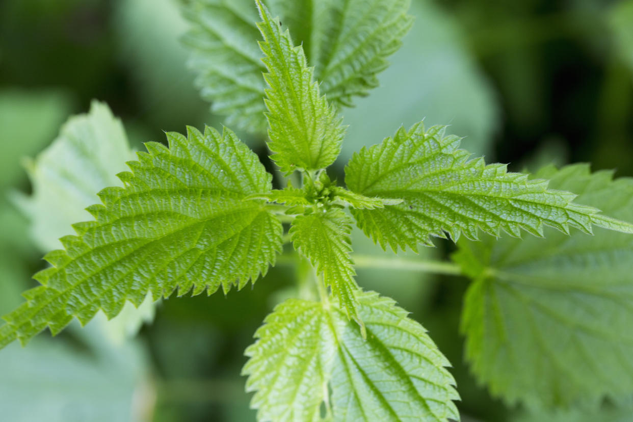 Close up of stinging nettle (urtica) plant and leaves