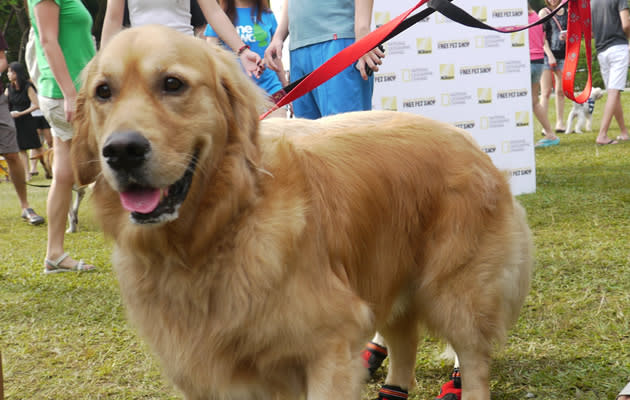 This is the largest and most diverse local animal protection event to be held in Singapore (Yahoo! photos/Clarence Chen)