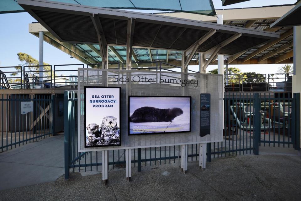 A view of the sea otter surrogacy program exhibit at the Aquarium of the Pacific in Long Beach.