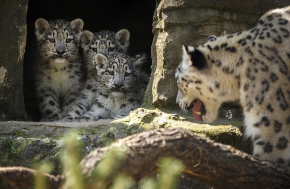 Snow Leopards at Marwell Zoo