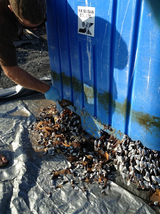 State aquatics worker scrapes off gooseneck barnacles from plastic bin. These grow in flotsam in the world's open oceans.