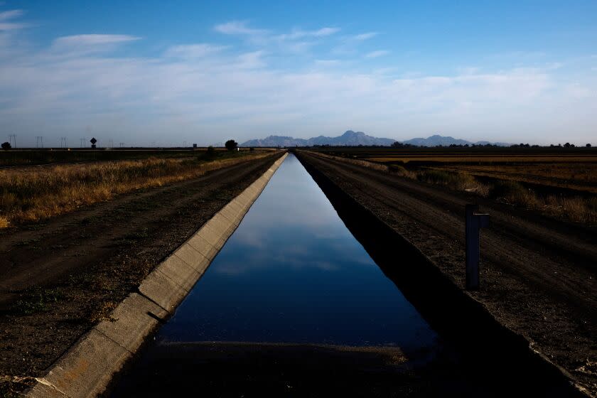 An irrigation canal that feeds rice fields in Knights Landing, California on August 3, 2021.