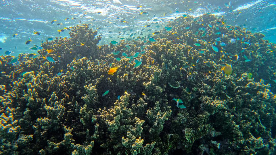 Bleaching events and global warming have done significant damage to the Great Barrier Reef. - Michael Robinson Chavez/The Washington Post/Getty Images