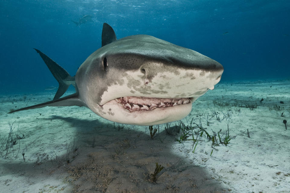 Tiger sharks (Galeocerdo cuvier) are common visitors of the reefs north of the Bahamas in the Caribbean