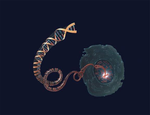 An error that created a duplicate gene long ago may be responsible for critical features of the human brain, according to a new study. (Shown here, a DNA molecule unwinding from a chromosome inside the nucleus of a cell.)