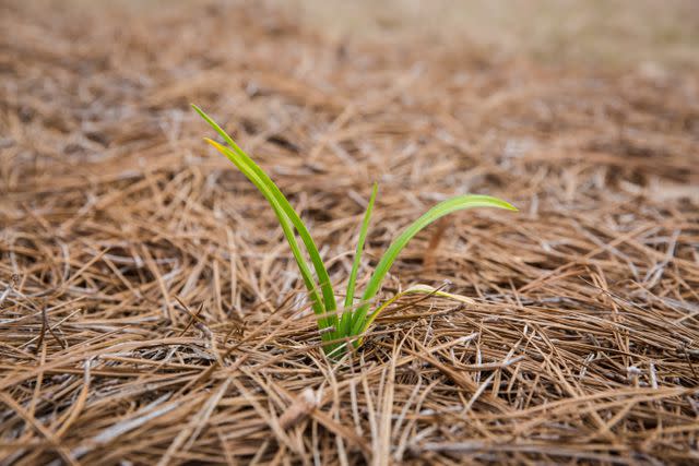 <p>Charise Wilson Photography/Getty</p> Pine straw