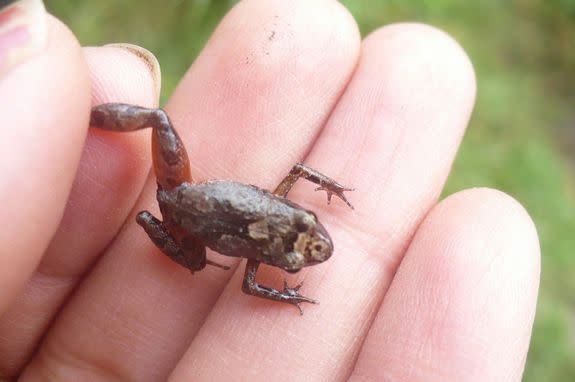 Watch: Scientists find 3 new mini frogs in Peru - Futurity