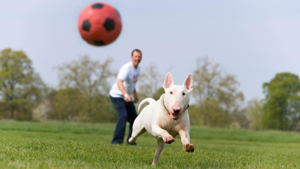 ways to keep your pet entertained when you're not there