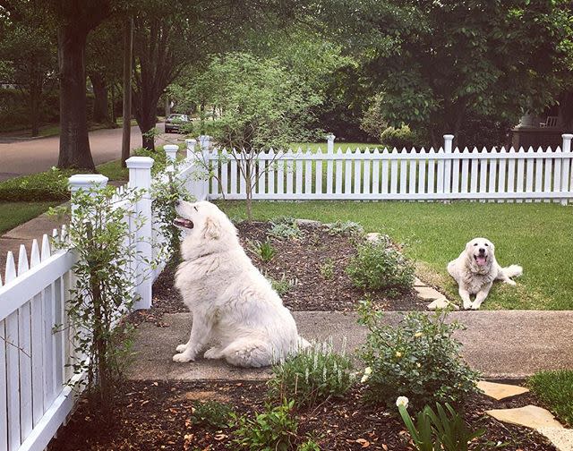 White Picket Fence (and Pups)