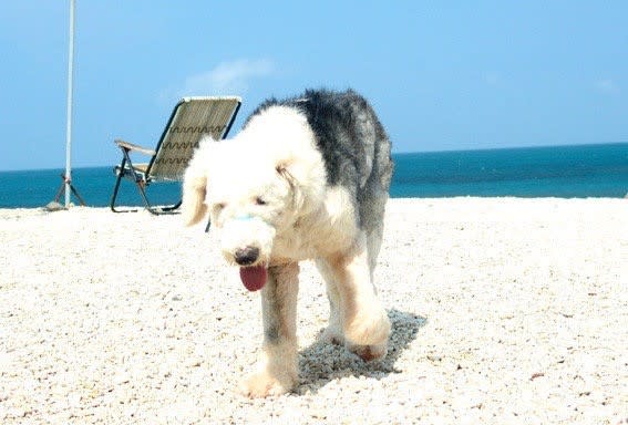 夏綾那的第一隻領養的愛犬「麻吉」創業全為了牠。（夏綾那提供）