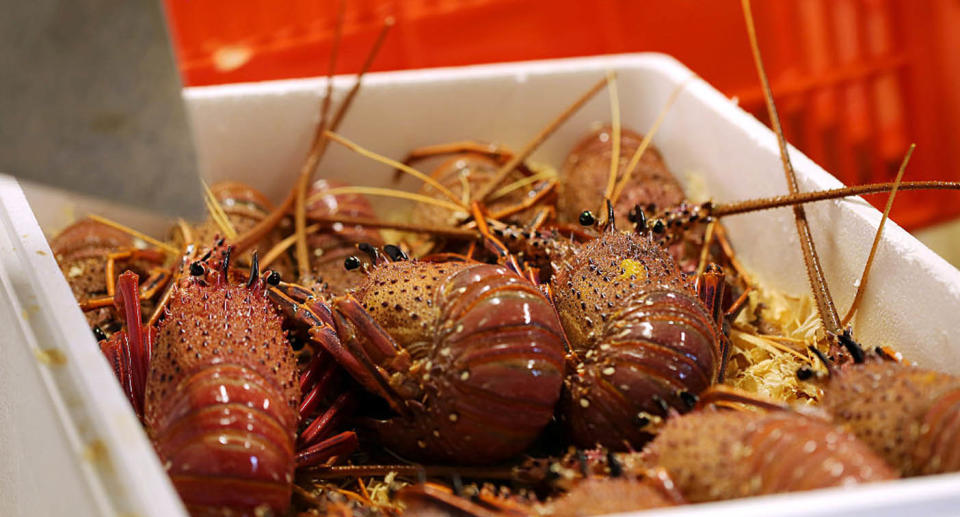 Australian lobsters pictured in Perth.