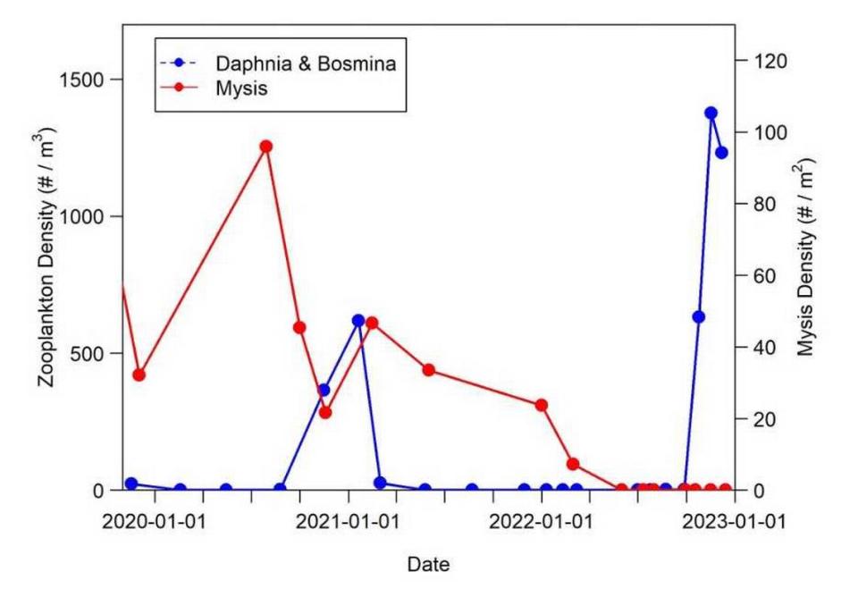 A graph provided by UC Davis’ Tahoe Environmental Research Center shows the decline of invasive Mysis shrimp have helped to boost the number of Daphnia and Bosmina zooplankton in Tahoe’s waters, increasing clarity.