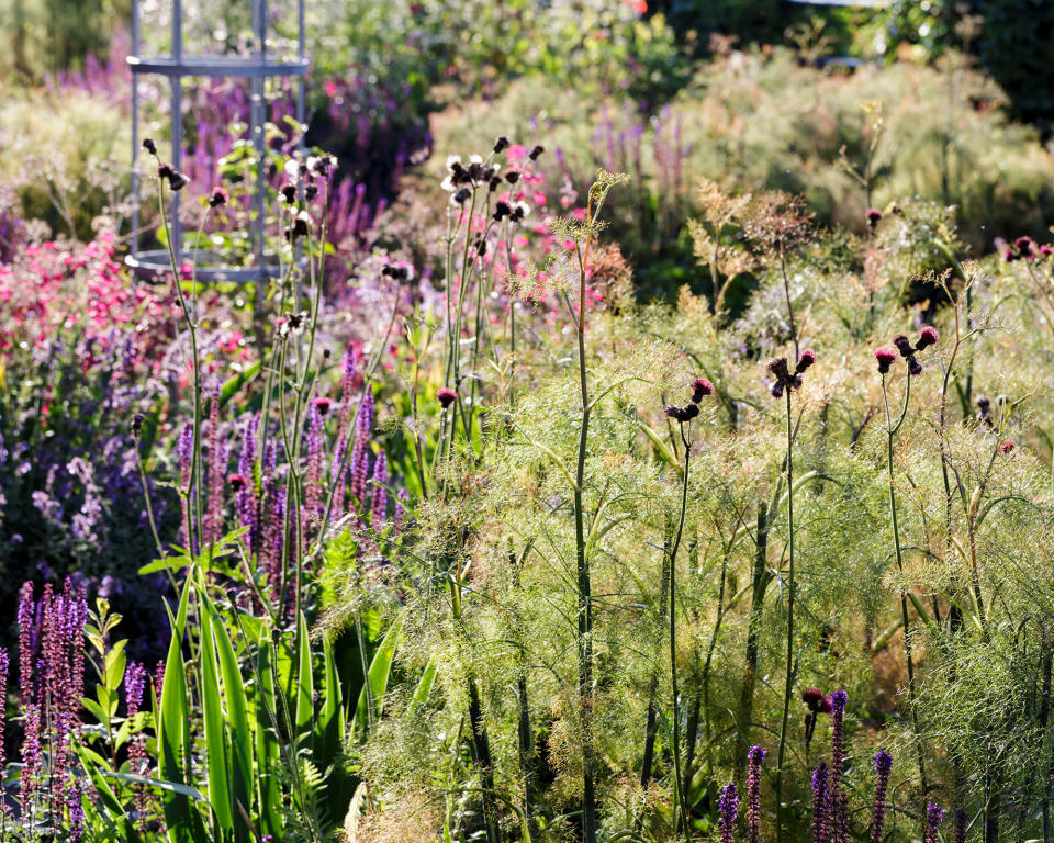 Wildlife garden with pollinator flower