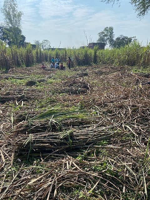 Sugarcane crops in Uttar Pradesh.