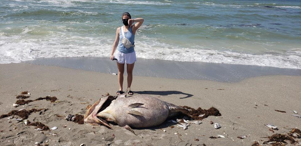 This photo shows dead fish washed up on Turtle Beach in Sarasota, Florida, amid a red tide event. 