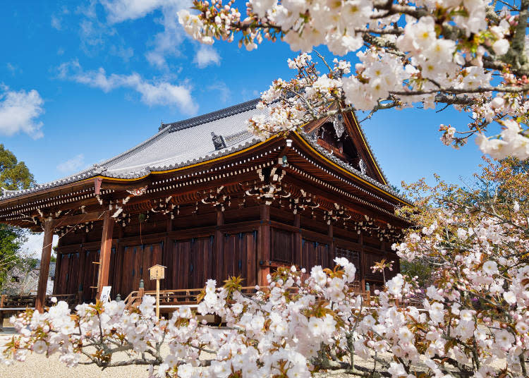 A place of worship famous for Kyoto&#39;s last-blooming cherry blossoms
