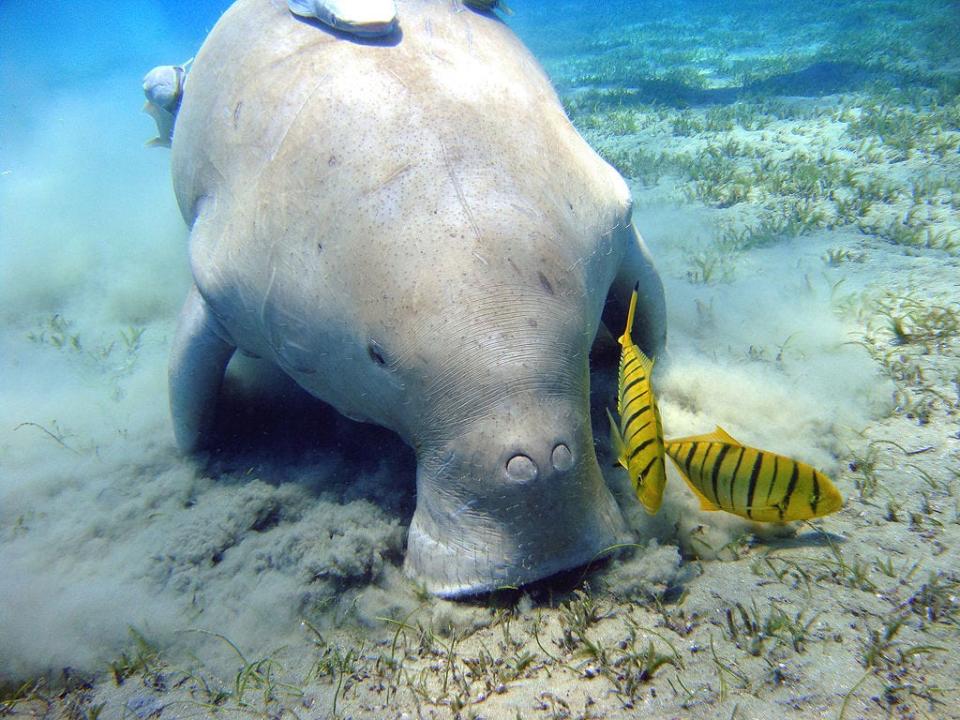 1024px Dugong_Marsa_Alam_PLW_edit