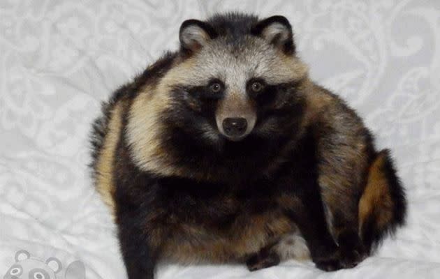 The raccoon dog that's gone viral on the internet. Photo: Twitter