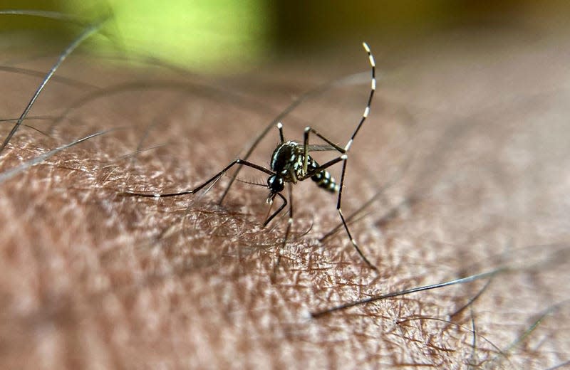 An Asian tiger mosquito Photo: MANJUNATH KIRAN/AFP (Getty Images)