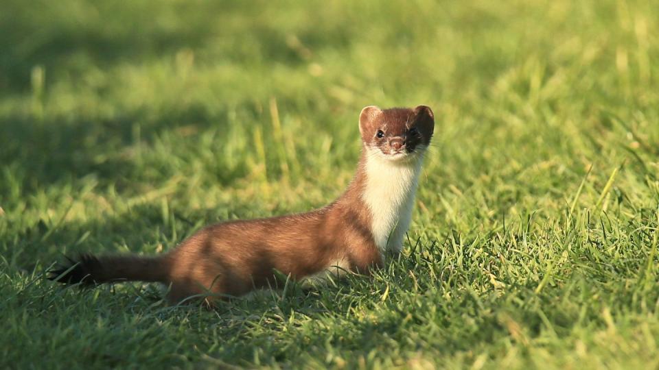 stoat