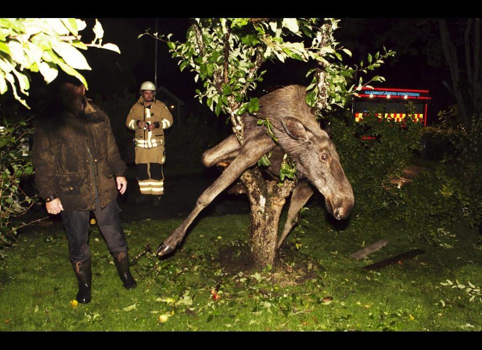 A moose is seen stuck in an apple tree in Gothenburg, Sweden, September 6, 2011. The police believe the moose was trying to eat apples from the tree and became intoxicated by fermented apples. The moose was freed by police officers and after a dose on the lawn, he sobered up and returned to the woods. 