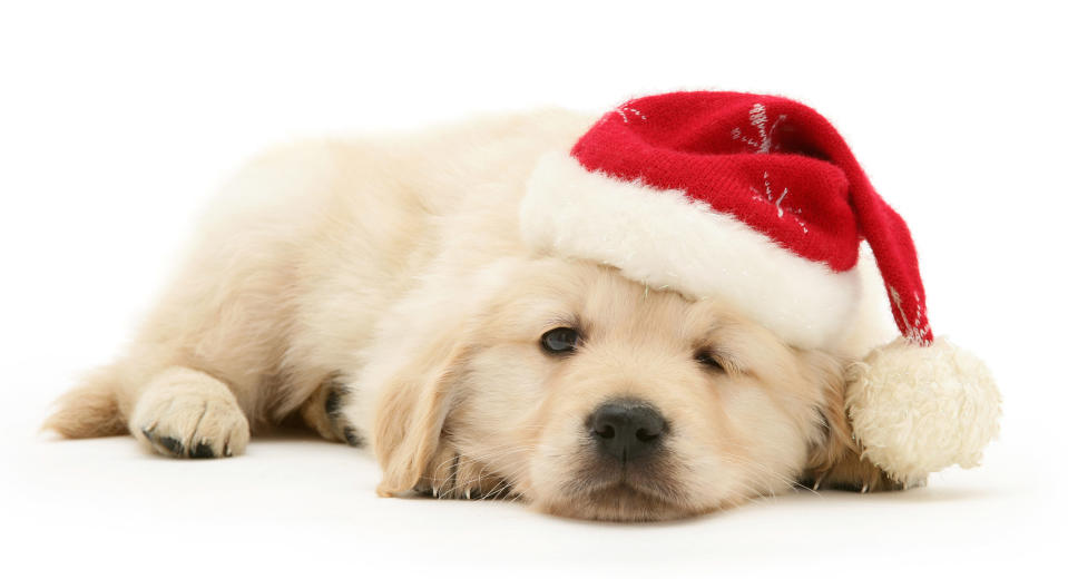 Cats and dogs in Santa hats for Christmas