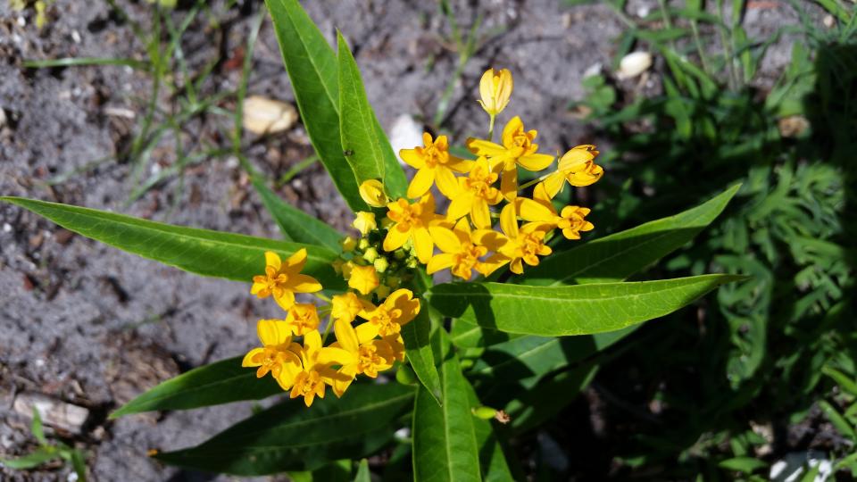 Silky Gold tropical milkweed that produces yellow flowers.