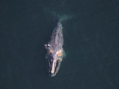 Dragon swims off the coast of Nantucket on Feb. 24, exhibiting symptoms of declining health.