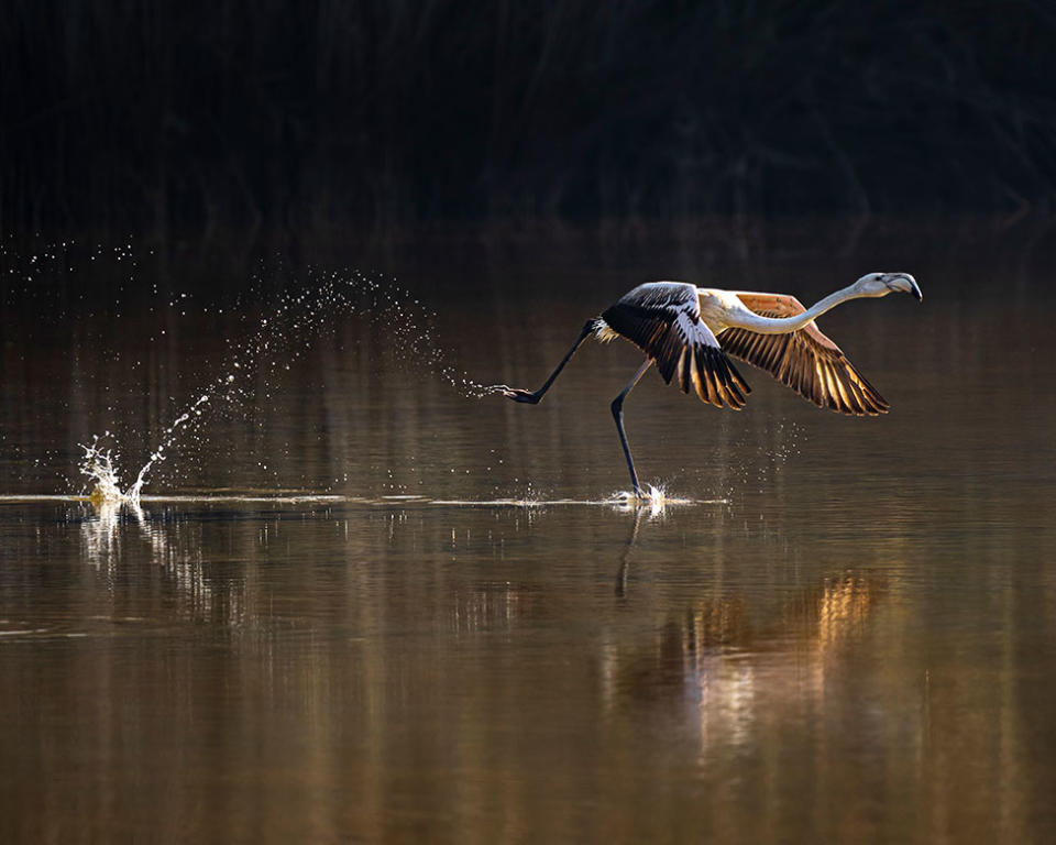 Un gran flamenco (Phoenicopterus roseus) emprende un viaje migratorio por Asia.