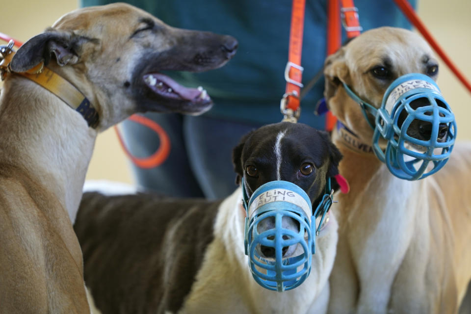 Greyhounds stand in a holding area before being weighed prior to a race at the Iowa Greyhound Park, Saturday, April 16, 2022, in Dubuque, Iowa. After the end of a truncated season in Dubuque in May, the track here will close. By the end of the year, there will only be two tracks left in the country. (AP Photo/Charlie Neibergall)