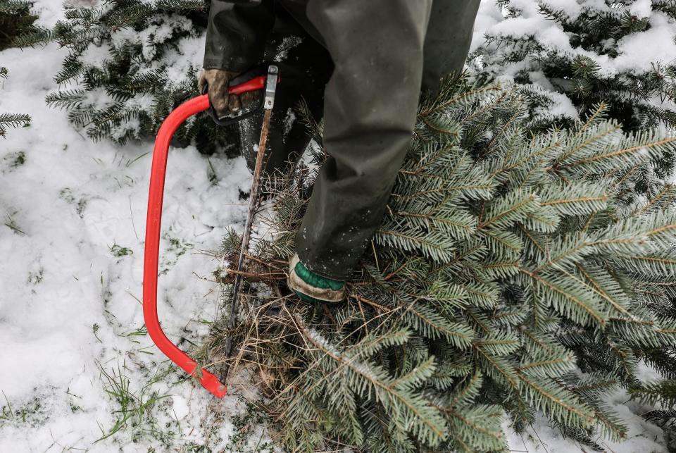 A person wearing gloves saws the trunk of an evergreen tree with a red saw