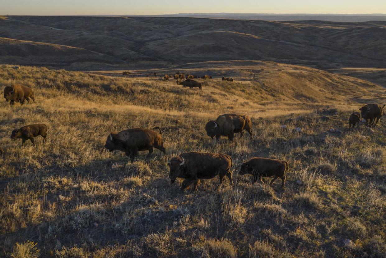 A bison herd on the America Prairie reserve in Montana. <a href="https://www.gettyimages.ca/detail/news-photo/bison-herd-on-the-american-prairie-reserve-roams-at-sunset-news-photo/1404493432" rel="nofollow noopener" target="_blank" data-ylk="slk:Amy Toensing/Getty Images;elm:context_link;itc:0;sec:content-canvas" class="link ">Amy Toensing/Getty Images</a>