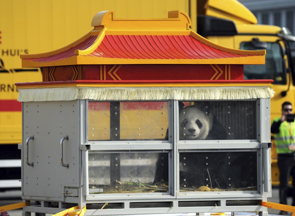 Giant pandas get a celebrity welcome in Belgium