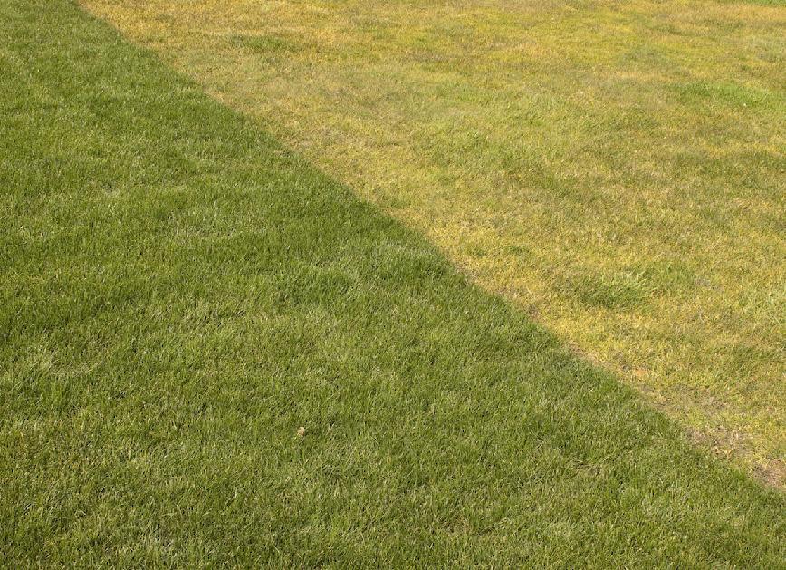 <body> <p>A lawn that has turned from dark green to a pale yellow is likely experiencing chlorosis, or a lack of nitrogen. In other words, your lawn is hungry, and it needs food. It may be time to apply some <a rel="nofollow noopener" href=" http://www.bobvila.com/articles/homemade-fertilizer-for-lawns/#.V5k_aJMrKRs?bv=yahoo" target="_blank" data-ylk="slk:fertilizer;elm:context_link;itc:0;sec:content-canvas" class="link ">fertilizer</a>. Before spreading store-bought fertilizer, read the instructions thoroughly to avoid accidental overfeeding.</p> <p><strong>Related: <a rel="nofollow noopener" href=" http://www.bobvila.com/slideshow/don-t-make-these-8-mistakes-in-your-front-yard-49148?#.V5k5kpMrKRt?bv=yahoo" target="_blank" data-ylk="slk:Don't Make These 8 Mistakes in Your Front Yard;elm:context_link;itc:0;sec:content-canvas" class="link ">Don't Make These 8 Mistakes in Your Front Yard</a> </strong> </p> </body>