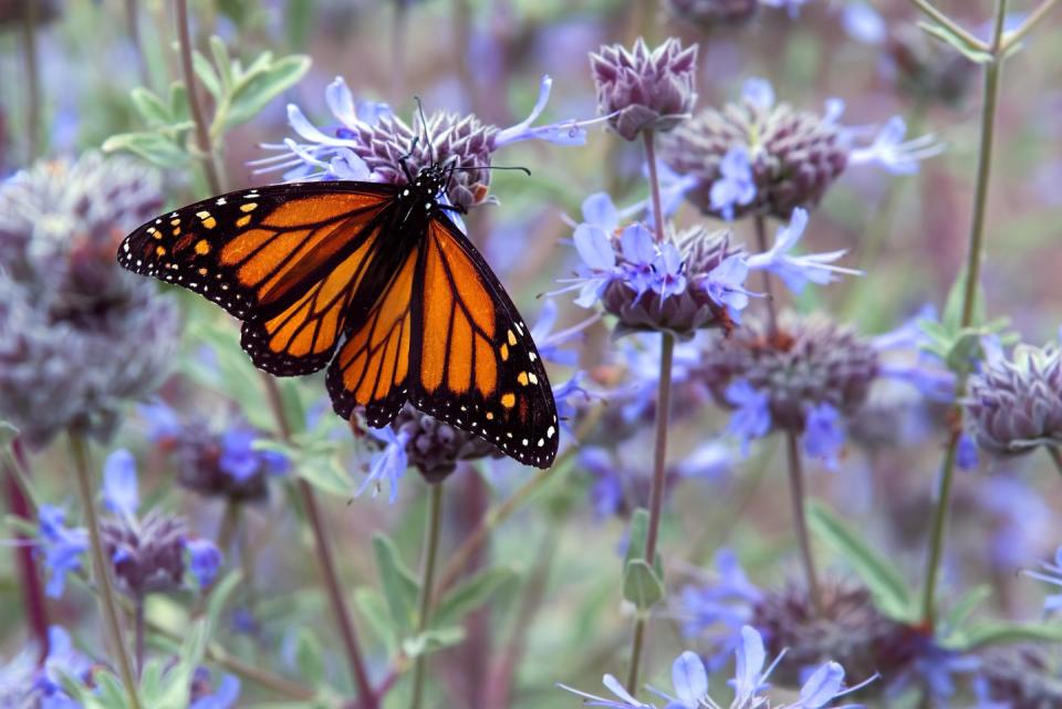 <p><strong>Monarch Butterfly</strong><br><br>These distinctive <a href="https://www.countryliving.com/gardening/g4254/pollinator-garden/" rel="nofollow noopener" target="_blank" data-ylk="slk:pollinators;elm:context_link;itc:0;sec:content-canvas" class="link ">pollinators</a> are some of the most recognizable butterflies on the planet.</p>